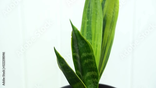 Sansevieria home plant on the bedside table photo