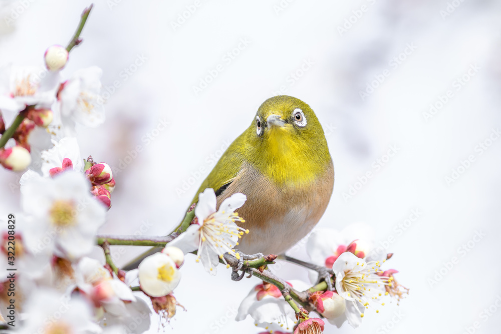 portrait of a japanese zosterops white-eye in blooming plum tree portrait of a japanese zosterops white-eye in blooming plum tree