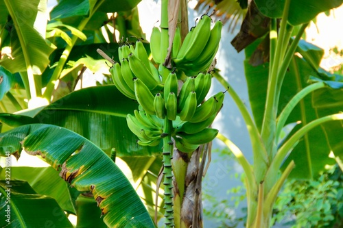 Bananeira - banana tree