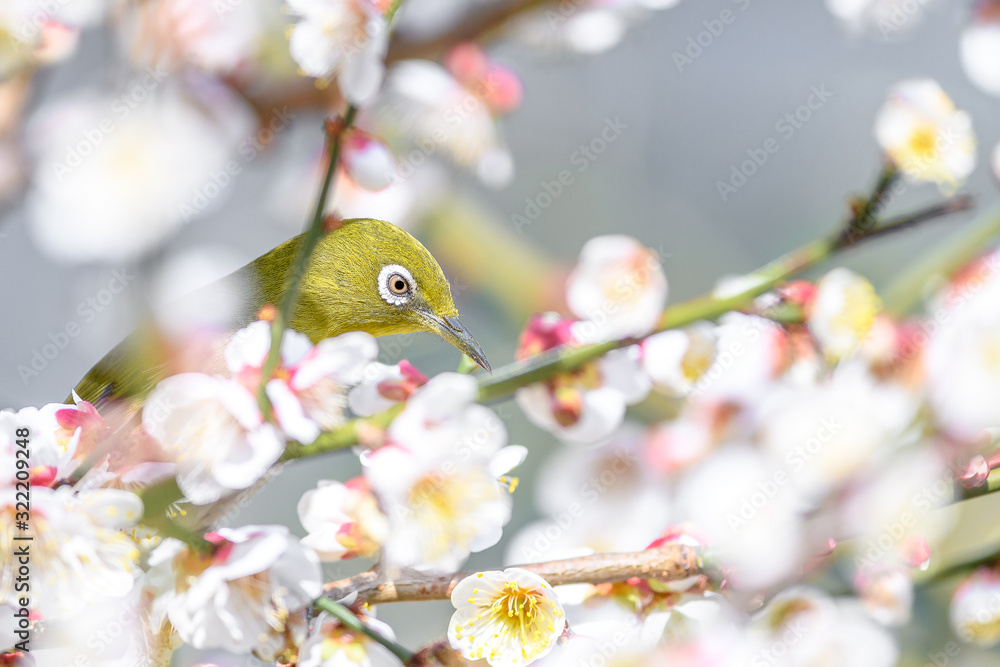 portrait of a japanese zosterops white-eye in blooming plum tree portrait of a japanese zosterops white-eye in blooming plum tree