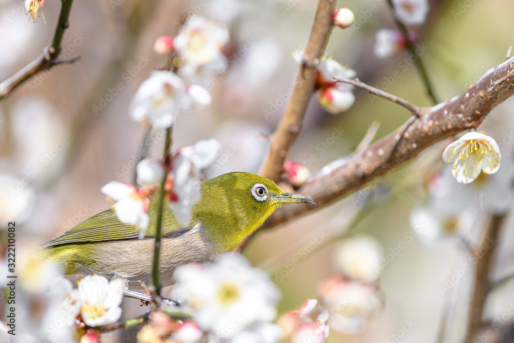 portrait of a japanese zosterops white-eye in blooming plum tree portrait of a japanese zosterops white-eye in blooming plum tree