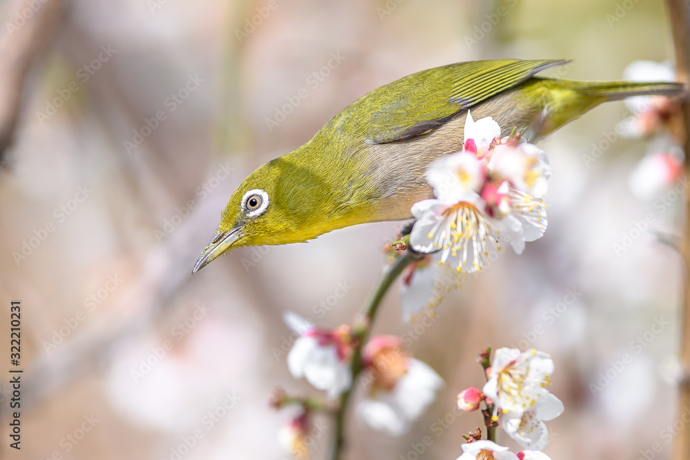 portrait of a japanese zosterops white-eye in blooming plum tree portrait of a japanese zosterops white-eye in blooming plum tree