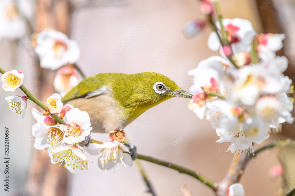 portrait of a japanese zosterops white-eye in blooming plum tree portrait of a japanese zosterops white-eye in blooming plum tree