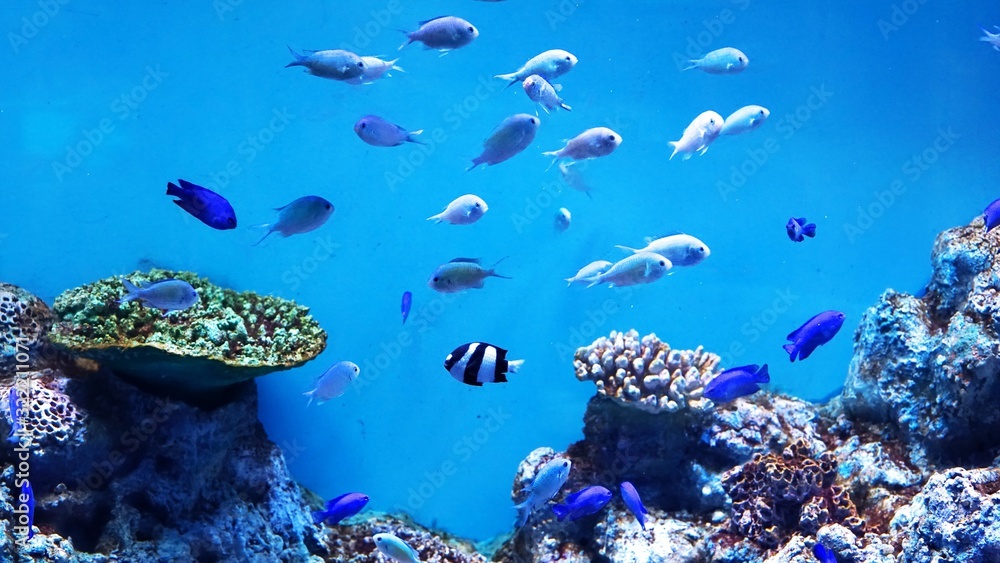 水族館の可愛いお魚たちstock Photo Adobe Stock 水族館の可愛いお魚たちstock Photo Adobe Stock