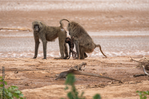 baby baboon griping on its mother, on the beach