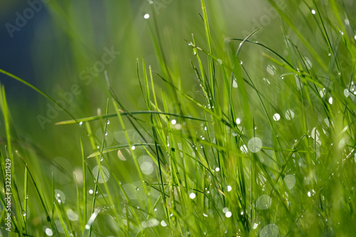 Close up blurred rain drops on green grass against morning sunlight. Glittering sparkling bokeh and natural light spring background.