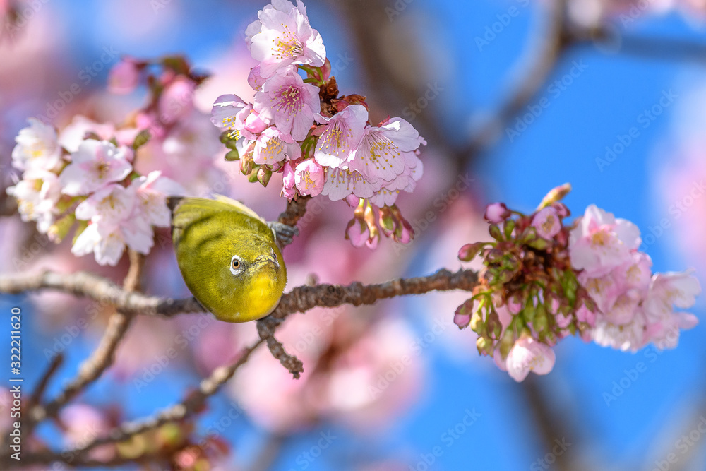 Japanese zosterops white-eye close up portrait in a branch of a blooming cherry tree Japanese zosterops white-eye close up portrait in a branch of a blooming cherry tree