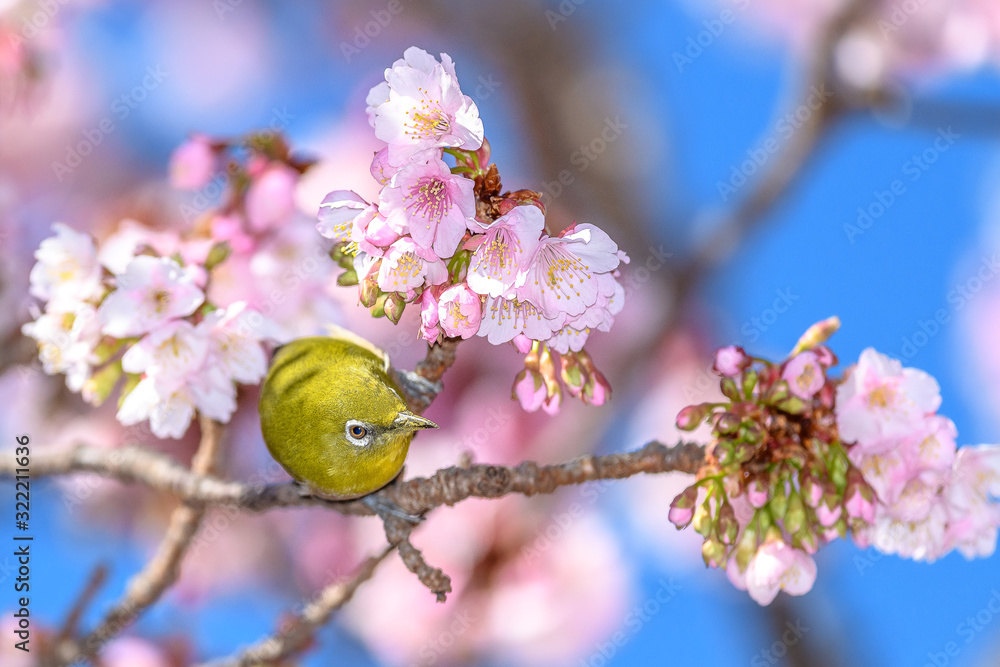 Japanese zosterops white-eye close up portrait in a branch of a blooming cherry tree Japanese zosterops white-eye close up portrait in a branch of a blooming cherry tree