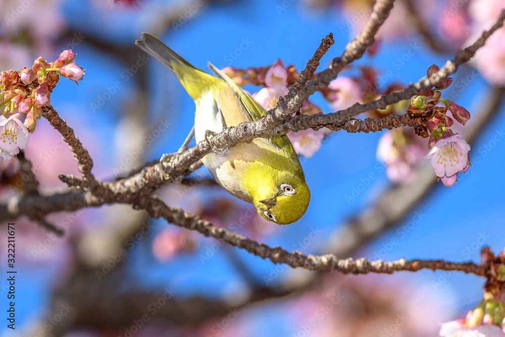 Japanese zosterops white-eye close up portrait in a branch of a blooming cherry tree Japanese zosterops white-eye close up portrait in a branch of a blooming cherry tree