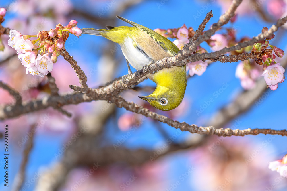 Japanese zosterops white-eye close up portrait in a branch of a blooming cherry tree Japanese zosterops white-eye close up portrait in a branch of a blooming cherry tree