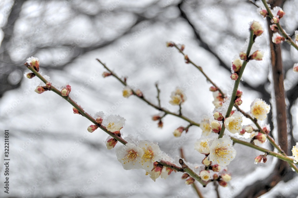雪の日の白梅