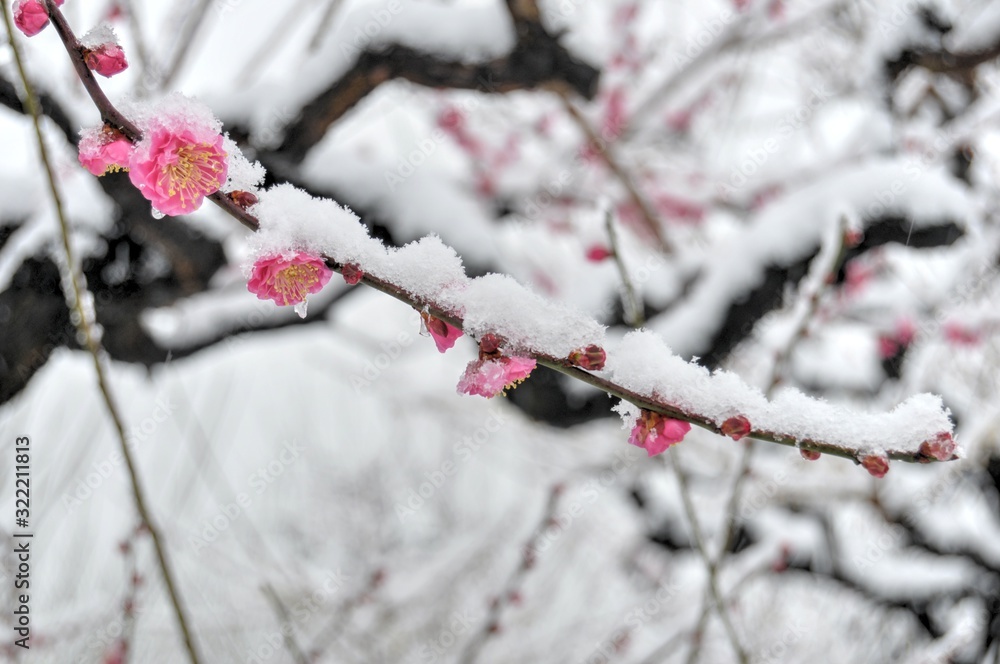 雪の日の紅梅 雪の日の紅梅