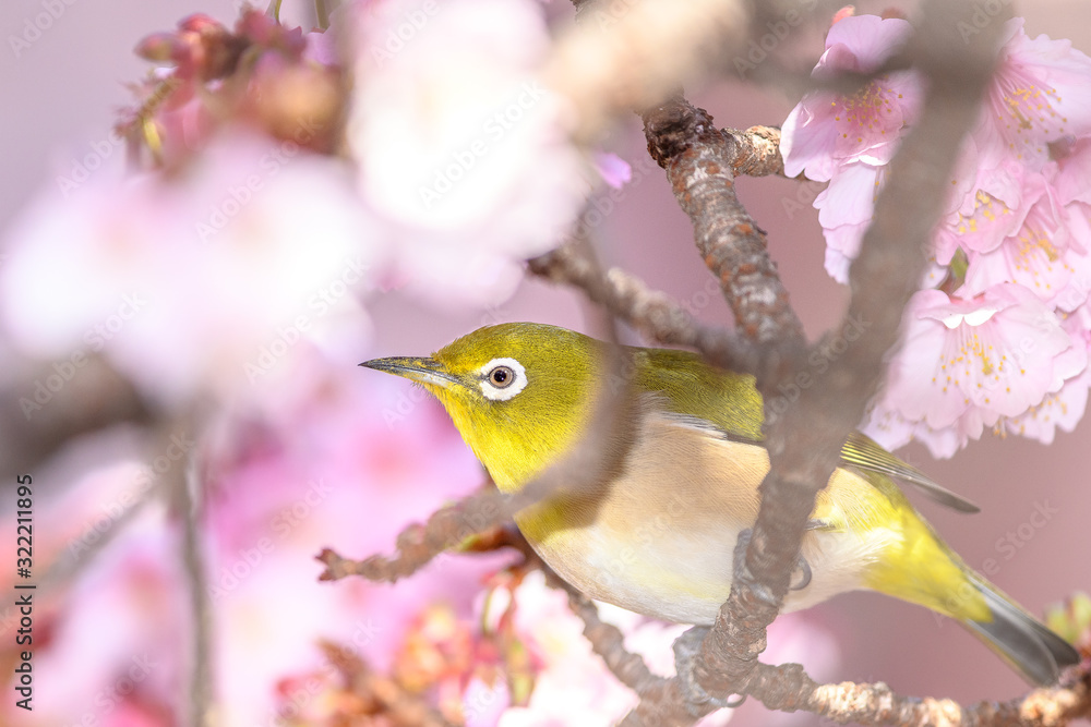 Japanese zosterops white-eye close up portrait in a branch of a blooming cherry tree Japanese zosterops white-eye close up portrait in a branch of a blooming cherry tree