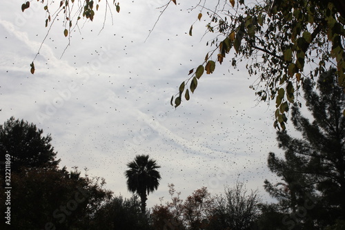 birds in sky