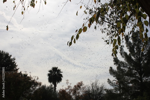 birds in sky