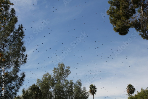 birds in sky