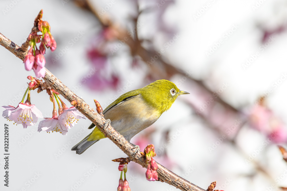 Japanese zosterops white-eye close up portrait in a branch of a blooming cherry tree Japanese zosterops white-eye close up portrait in a branch of a blooming cherry tree