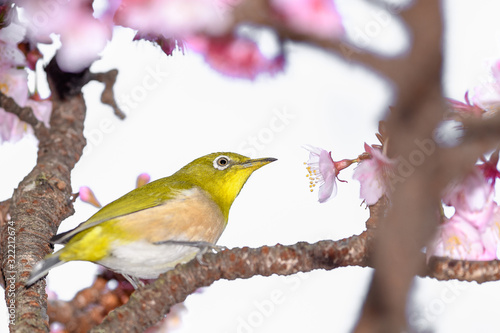 Japanese zosterops white-eye close up portrait in a branch of a blooming cherry tree photo