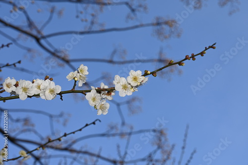 @lum flower at okamoto park