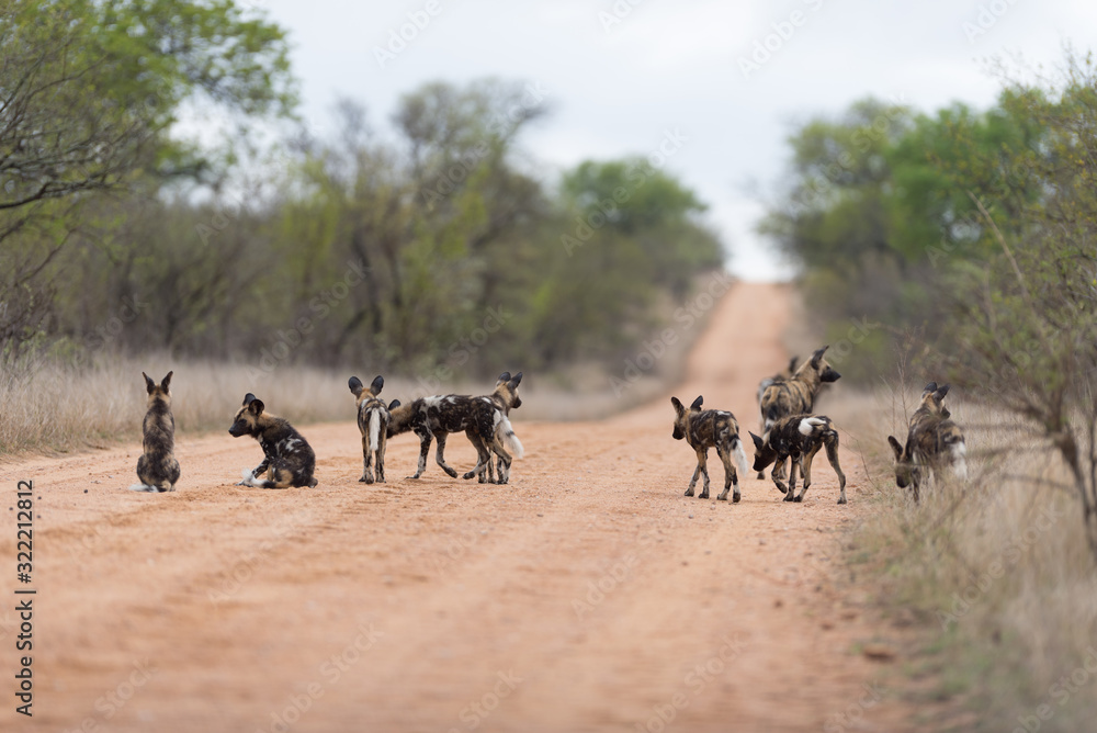 Pack of African wild dog in the wilderness