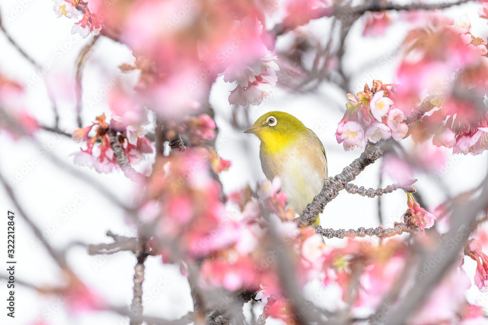 Japanese zosterops white-eye close up portrait in a branch of a blooming cherry tree Japanese zosterops white-eye close up portrait in a branch of a blooming cherry tree