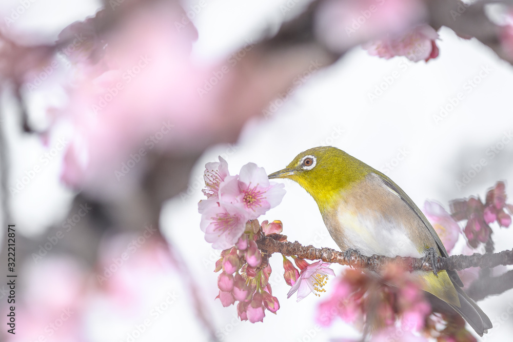 Japanese zosterops white-eye close up portrait in a branch of a blooming cherry tree Japanese zosterops white-eye close up portrait in a branch of a blooming cherry tree