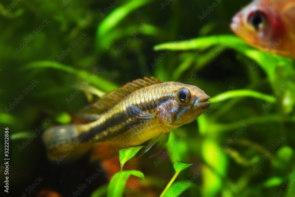 wild, curious and aggressive male Apistogramma mendezi, rare unique freshwater dwarf cichlid fish, caught near Barcelos, Rio Negro blackwater biotope aquadesign wild, curious and aggressive male Apistogramma mendezi, rare unique freshwater dwarf cichlid fish, caught near Barcelos, Rio Negro blackwater biotope aquadesign