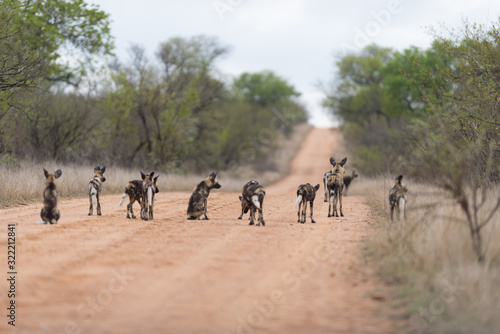 Pack of African wild dog in the wilderness