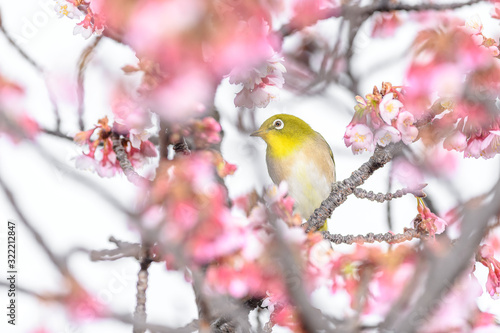 Japanese zosterops white-eye close up portrait in a branch of a blooming cherry tree