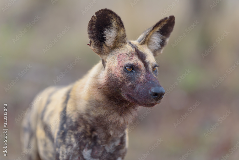 African wild dog portrait in the wilderness of Africa African wild dog portrait in the wilderness of Africa