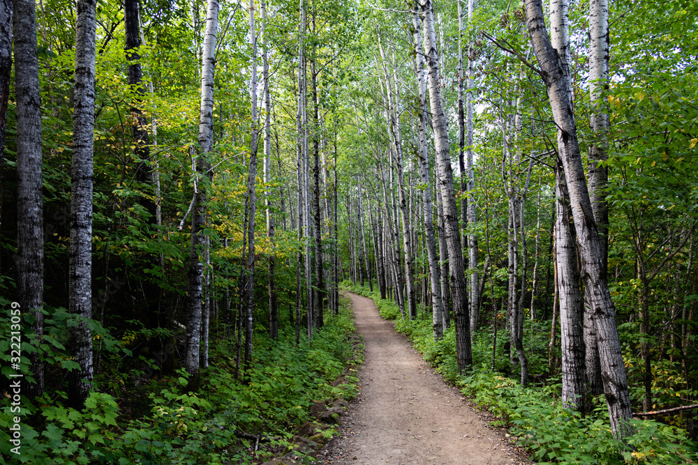 Fototapeta premium A path in a national park in the Charlevoix region of Quebec, Canada. 