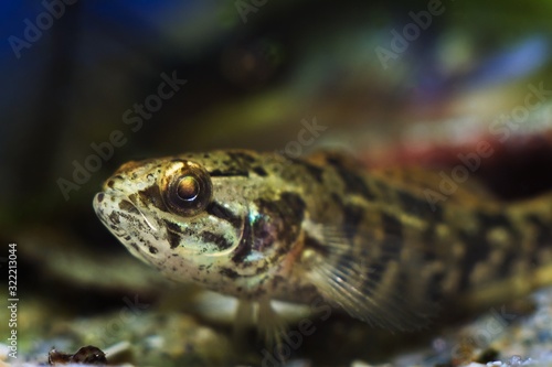 Chinese sleeper, juvenile freshwater fish species in nature aquarium, dangerous invasive predator from temperate Asia on bright blurred background