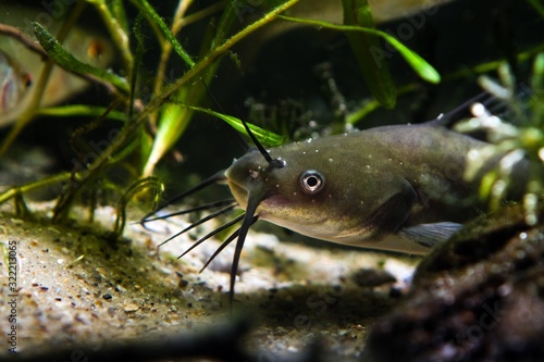 dangerous invasive freshwater predator fish Channel catfish hide in driftwood to hunt for prey, demonstrating natural behaviour in biotope aquarium photo