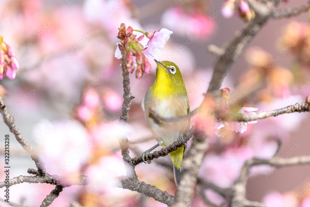 Japanese zosterops white-eye close up portrait in a branch of a blooming cherry tree Japanese zosterops white-eye close up portrait in a branch of a blooming cherry tree