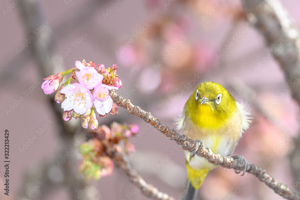 Japanese zosterops white-eye close up portrait in a branch of a blooming cherry tree Japanese zosterops white-eye close up portrait in a branch of a blooming cherry tree