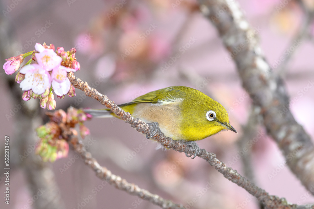 Japanese zosterops white-eye close up portrait in a branch of a blooming cherry tree Japanese zosterops white-eye close up portrait in a branch of a blooming cherry tree