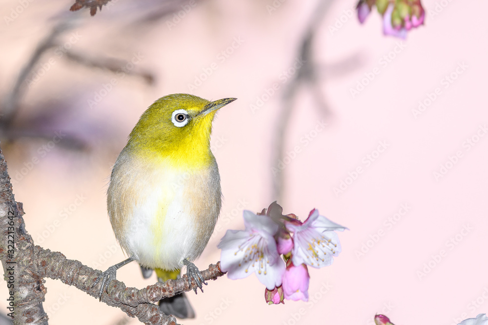 Japanese zosterops white-eye close up portrait in a branch of a blooming cherry tree Japanese zosterops white-eye close up portrait in a branch of a blooming cherry tree
