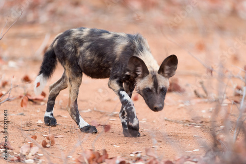 African wild dog puppy in the wilderness of Africa, wild dog pup