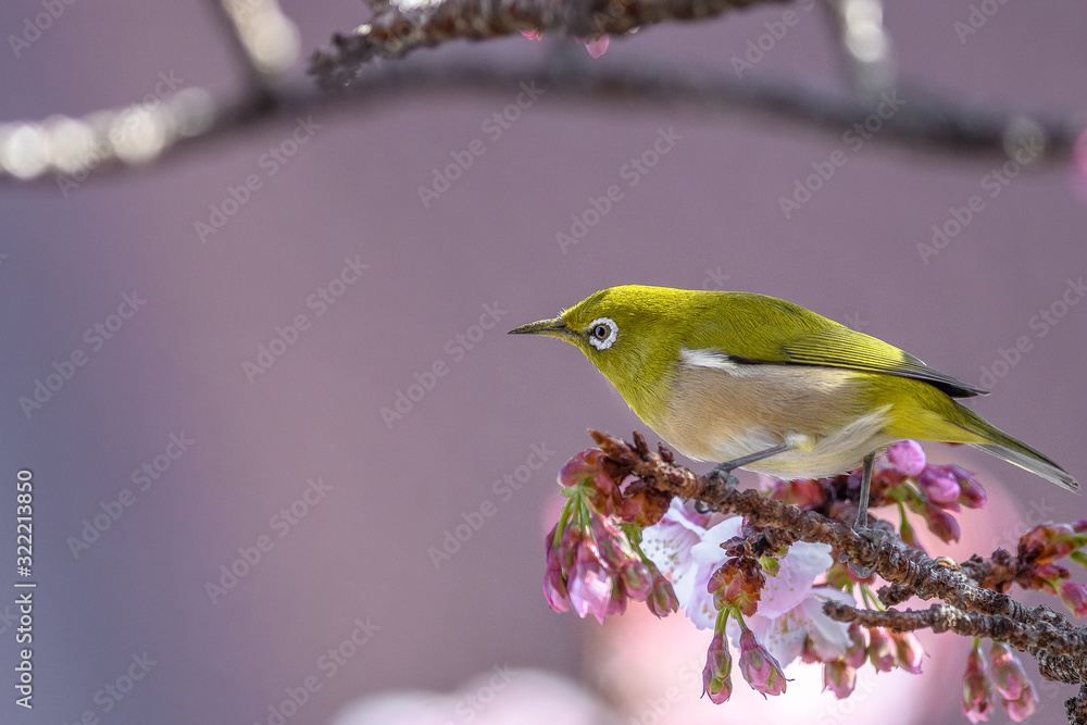 Japanese zosterops white-eye close up portrait in a branch of a blooming cherry tree