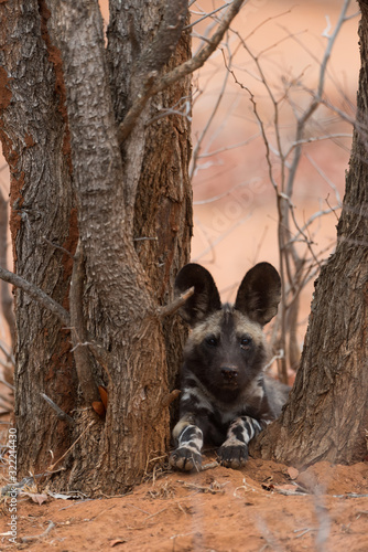 African wild dog puppy in the wilderness of Africa, wild dog pup