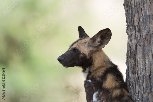 African wild dog puppy in the wilderness of Africa, wild dog pup