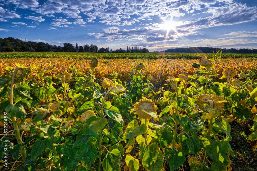Sunflower field in the farm Sunflower field in the farm