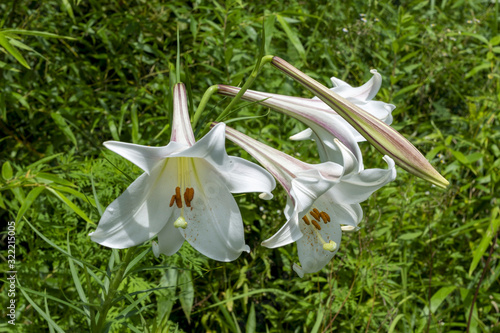 White lily in full blooming in Japan