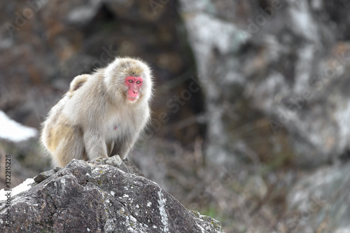 japanese macaque (snow monkey) portrait © Godimus Michel