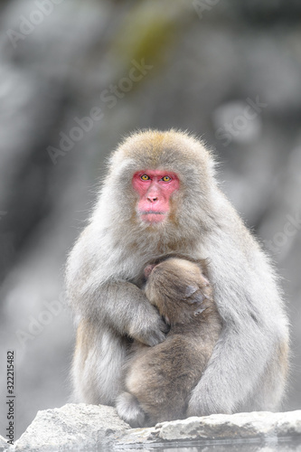 japanese macaque (snow monkey) mother cuddling with baby portrait © Godimus Michel