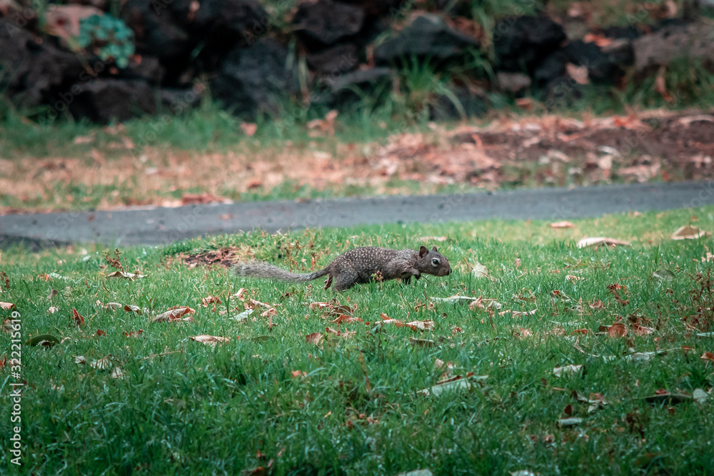 Obraz premium corriendo a casa