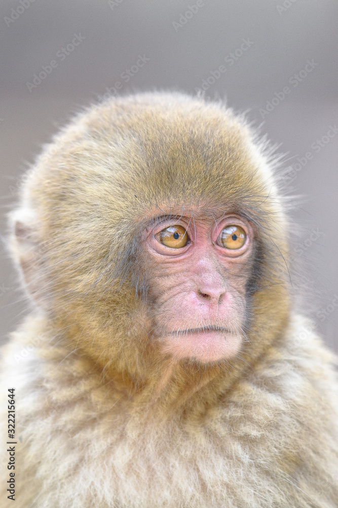 young japanese macaque (snow monkey) close up portrait young japanese macaque (snow monkey) close up portrait