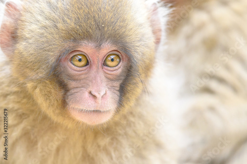 Fotografi young japanese macaque (snow monkey) close up portrait