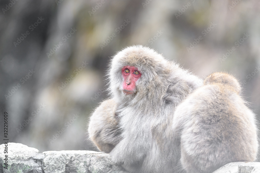 group of japanese macaque (snow monkey) cuddling portrait group of japanese macaque (snow monkey) cuddling portrait
