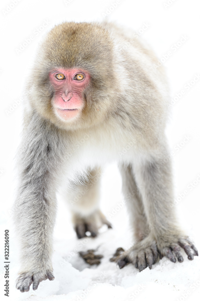 Naklejka premium young japanese macaque (snow monkey) portrait